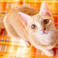『愛情を注がれている猫』がみせるサイン5つ　あなたの想いに応えてく…