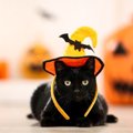 ハロウィンに黒猫が登場する意味とは？由来や仮装する理由まで