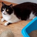 『猫砂の飛び散り』を阻止する方法3選　地味に手間がかかる掃除…減ら…