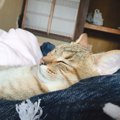 飼い主も猫も一緒に幸せになれる方法３つ