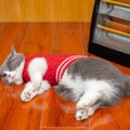 猫の行動が『火災』を引き起こす3つのケース　すぐに確認すべきポイントや…