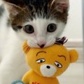 子猫が大切にしている『クマのおもちゃ』→遊び続けて『４年』が経つと…想…
