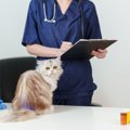 猫がかかる『多発性嚢胞腎』ってどんな病気？見逃せない症状から遺伝との…