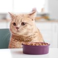 猫がご飯を『好き嫌い』するときの対策4つ　選り好みの原因から健康への影…