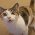 猫ちゃんの誕生日♪ご馳走に思わず…遠吠え！？