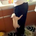 ご飯が待ちきれない子猫→足によじ登ってきて…必死すぎる『まさかのア…