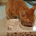 愛猫がフードを吐きだすので「高さのある食事用テーブル」を作ってみた！