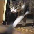 押入れダンジョン攻略中！大掃除にワクワクする猫ちゃんたち♡