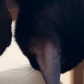 お昼寝中の子猫→何をしても全然起きなくて…心配になるほどの『熟睡っぷり…