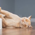 猫が『床に落ちている』姿をよく見られる3つのシーン　どんなところに…