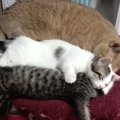 子猫達を抱えて幸せそうなパパ猫！しかしその翌日には…