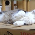 頭上が気になる猫ちゃん！目線の先にあるものとは…