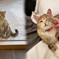 寒空の下で消防署にやって来た猫…職員が出した愛ある決断とは？