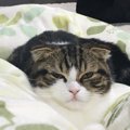 猫はいつから人間と生活するようになったの？猫と人間の歴史