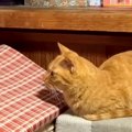 パパがチャンネルを変えると不満そうな猫→真剣に見ていたのは…『まさかの…