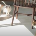 元保護猫たちが“きょうだい喧嘩”！飼い主さんから仲裁を頼まれた末っ…