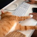 飼い主が愛猫から受けがちな『ネコハラ行為』4選　邪魔してくるのはなぜ？…