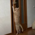 ドア開け名人を間近で見てきた猫ちゃん、いよいよ満を持して…？！