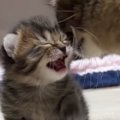 目が開いたばかりの『子猫』→ママを見つけると……尊すぎる『1か月間の…