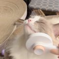 気持ちよさそうにブラッシングされる猫→『急にやめてみる』と…まさかの反…