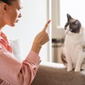猫に恐怖心を抱かせる『危険な叱り方』3選　絶対にしてはいけない理由…