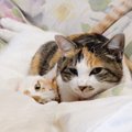 猫の避妊手術についての利点と気をつける点