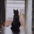 逆光で顔がよく見えなかったネコ→カメラで『ズーム』してみると……「思…