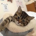 甘えん坊な猫がする行動や仕草5つ