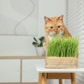 猫にとって安全な植物5選　猫飼いさんが家にグリーンを飾るときの注意点も