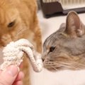 歯のトラブルとはさようなら？！猫ちゃんの新しいおもちゃ