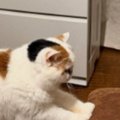ソファを見たら、ネコが『まさかの体勢』をしていて…飼い主動揺の『クセ強…