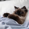 愛猫が『飼い主さんの枕を独占したがる』理由3選　ちょっと困るけどワケを…