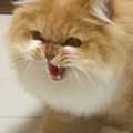 猫が『初対面のネコ』に威嚇すると…怖さよりも可愛さが勝ってしまう光…