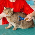 猫と触れ合えるバイト5選！資格がいるもの不要な物