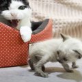 先輩猫に突然威嚇されてしまった子猫…『想定外すぎる行動』をとる姿に大爆…