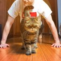 猫が筋トレを邪魔してくる６つの心理