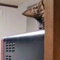 電子レンジの上にいた猫→ゆっくりと顔を出して…あまりにも『独特な動…