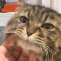 顎をなでなでされるキジトラ猫→段々と『とろけていった』結果…表情の変化…