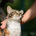 猫をなでると癒やされるのはなぜ！？８つの効果