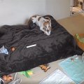お留守番中の『犬と猫の様子』をカメラで確認した結果…尊すぎる『まさ…