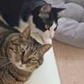 15歳と1歳の猫、『おもちゃへの反応の違い』を見てみたら…想像以上の『差…