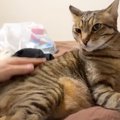 『撫で方のこだわりが強い猫』を雑に撫でた結果…"まさかの光景"…