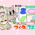 半分アメショのつくねとコナン【第36話】「寝る場所」