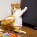 『ビビりな猫』に"猫用おもちゃ"を与えてみたら…『芸人顔負け』…