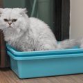 猫が下痢をする理由とは？下痢の種類から病院へ行く判断まで