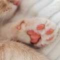 猫は『肉球の色』で性格が異なるの？4つのカラー別の傾向や違いが生ま…