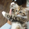 【癒し】思わず脱力する猫の行動５つ