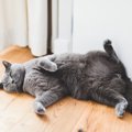 猛暑注意！猫の『暑さを和らげる』5つの方法　エアコンが苦手な子には…