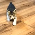 子猫の頃は呼ぶと走ってやってきてくれた猫→成長した結果…思わずニヤ…