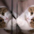 飼い主が猫を捨ててしまう時によくある理由４選　こんな人は絶対に猫…